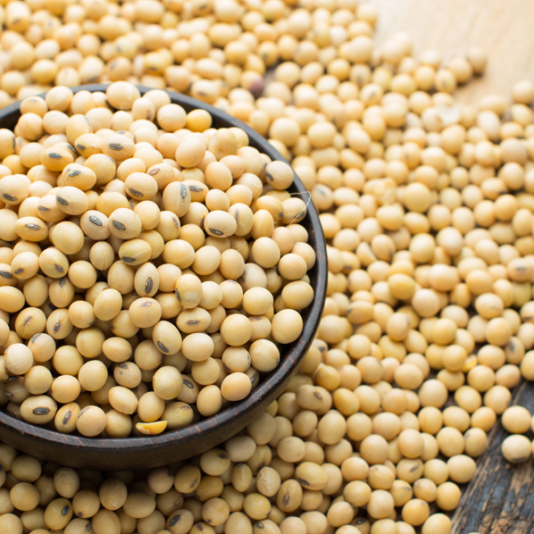 Soybean
